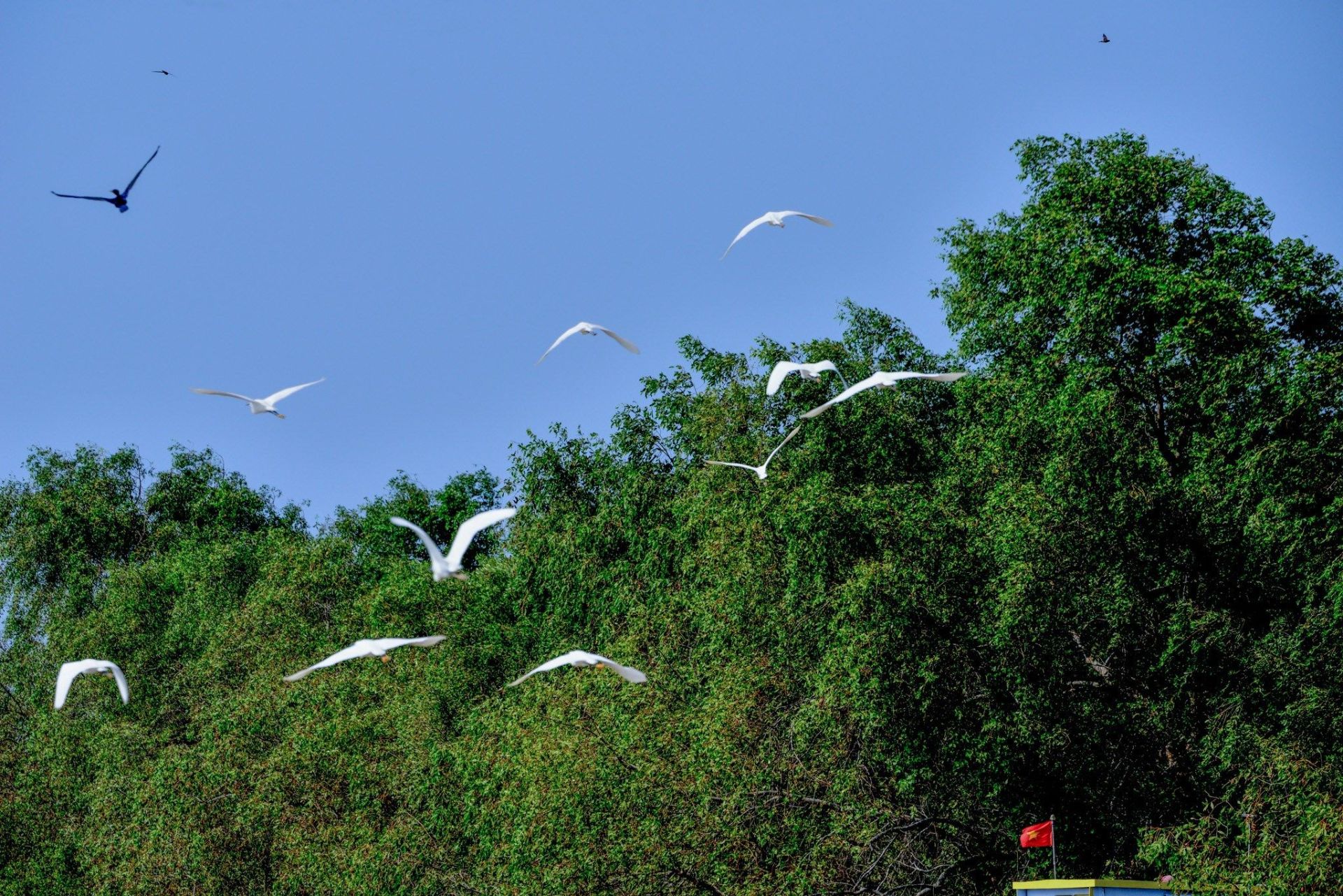 Mangrove Ecosystems in Ben Tre and Their Role in the Mekong Delta
