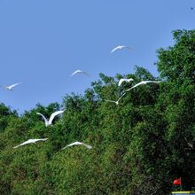 Mangrove Ecosystems in Ben Tre and Their Role in the Mekong Delta