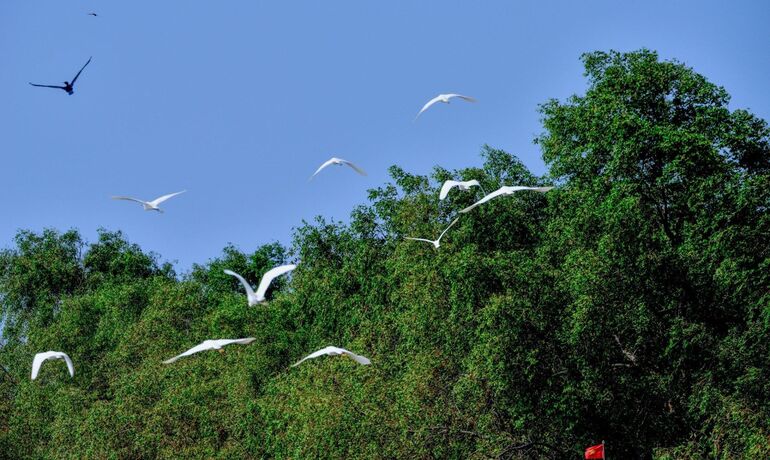 Mangrove Ecosystems in Ben Tre and Their Role in the Mekong Delta